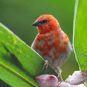 Madagascar Red Fody, CWP, UK