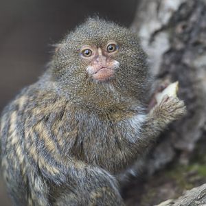 Pygmy Marmoset, CWP, UK