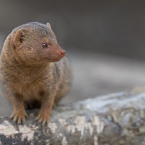 Dwarf Mongoose, CWP, UK