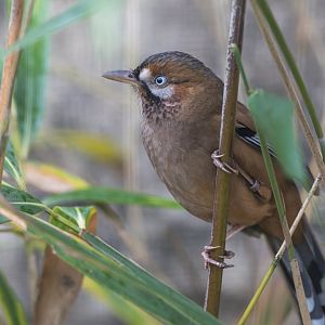 Western Moustached Laughing Thrush, CWP, UK