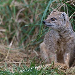 Yellow Mongoose, CWP, UK