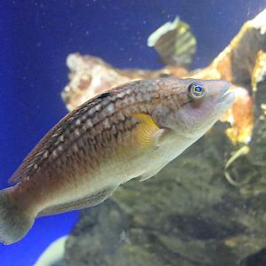 Bambooleaf Wrasse (Pseudolabrus seiboldi)