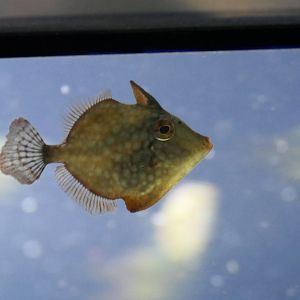 Whitespotted Pygmy Filefish (Rudarius ercodes)