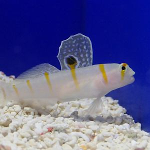 Randall's Prawn Goby (Amblyeleotris randalli)