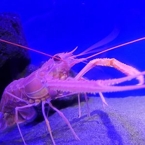 Japanese Lobster (Metanephrops japonicus)
