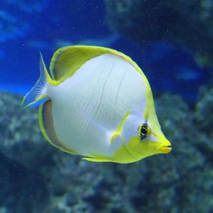 Goldheaded Butterflyfish (Chaetodon xanthocephalus)