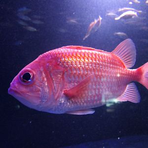 Japanese Soldierfish (Ostichthys japonicus)