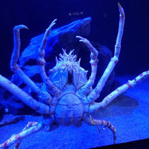 Japanese Spider Crab (Macrocheira kampferi)