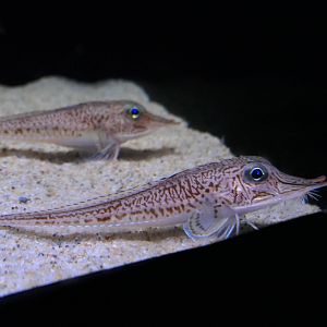 Peristedion orientale