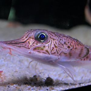 Peristedion orientale