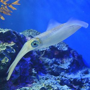 Bigfin Reef Squid (Sepioteuthis lessoniana)