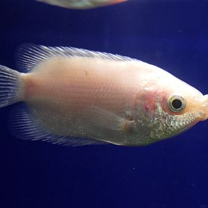 Kissing Gourami (Helostoma temminckii)