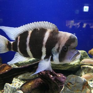 Frontosa (Cyphotilapia frontosa)