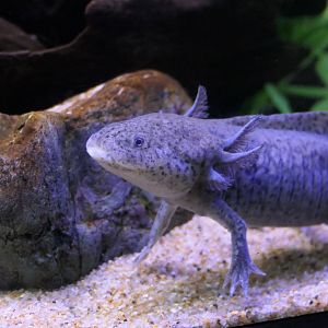 Axolotl (Ambystoma mexicanum)