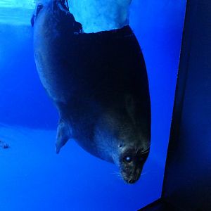 Baikal Seal (Pusa sibirica)