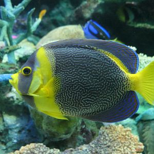 Scribbled Angelfish (Chaetodontoplus duboulayi)