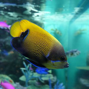 Blue-girdled Angelfish (Pomacanthus navarchus)
