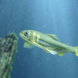 Ayu (Plecoglossus altivelis)