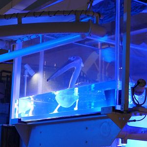 Great White Pelican (Pelecanus onocrotalus)