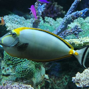 Indian Orangespine Unicornfish (Naso elegans)