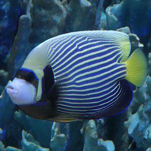 Emperor Angelfish (Pomacanthus imperator)
