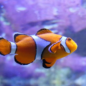 Ocellaris Clownfish (Amphiprion ocellaris)