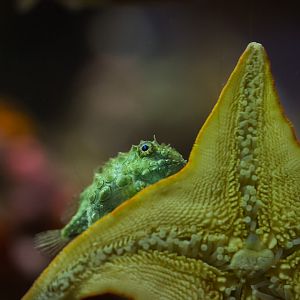 Pacific Spiny Lumpsucker on a Bat Star