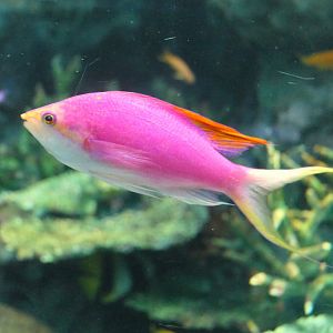 Purple Queen Anthias (Mirolabrichthys pascalus) - Japanese morph