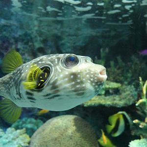 Stars-and-stripes Puffer (Arothron hispidus)