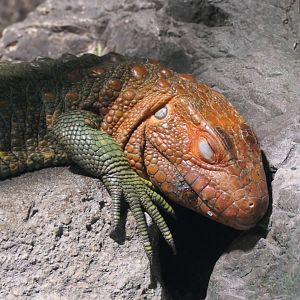 Northern Caiman Lizard (Dracaena guianensis)