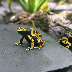 Yellow-banded Poison Dart Frog (Dendrobates leucomelas)