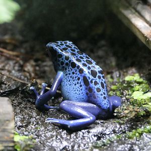 Blue Poison Dart Frog (Dendrobates tinctorius "azureus")