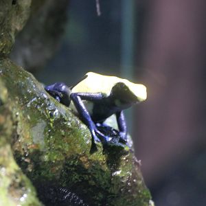 Dyeing Poison Dart Frog (Dendrobates tinctorius)