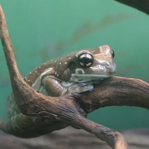 Amazon Milk Frog (Trachycephalus resinifictrix)