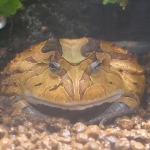 Surinam Horned Frog (Ceratophrys cornuta)