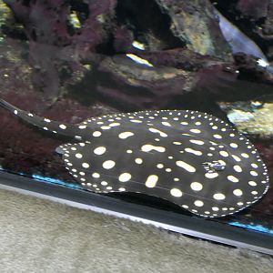 White-blotched River Ray (Potamotrygob leopoldi)