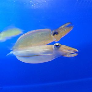 Kobi Cuttlefish (Doratosepion kobiense)