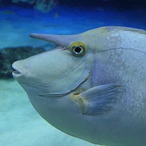 Bluespine Unicornfish (Naso unicornis)