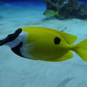 Foxface (Siganus vulpinus)