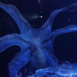 Giant Pacific Octopus (Enteroctopus dofleini)