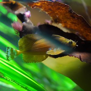 Silverspotted Sculpin