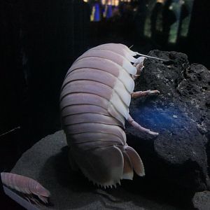 Giant Isopod (Bathynomus cf. giganteus)