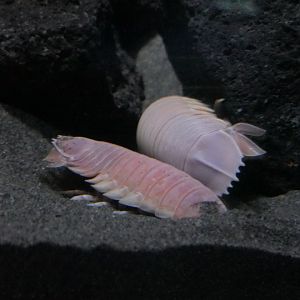 Doederlein's Giant Isopod (Bathynomus doederleinii)