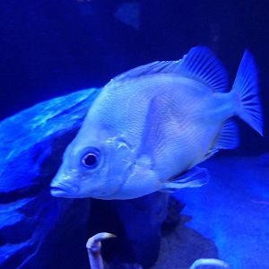 Japanese Armourhead (Pentaceros japonicus)