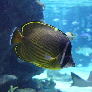 Oriental Butterflyfish (Chaetodon auripes)