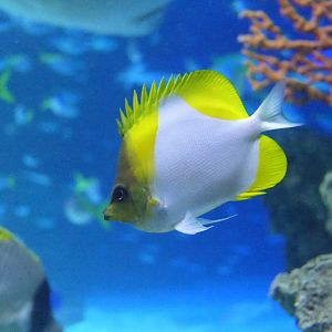 Pyramid Butterflyfish (Hemitaurichthys polylepis)