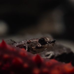 Northern Spearnose Poacher