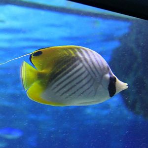 Threadfin Butterflyfish (Chaetodon auriga)