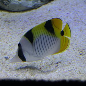 Blackwedged Butterflyfish (Chaetodon falcula)