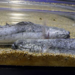 Warasubo (Odontoamblyopus rubicundus)